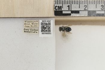 Media type: image;   Entomology 795051 Aspect: Labels
